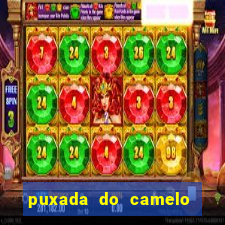 puxada do camelo no jogo do bicho